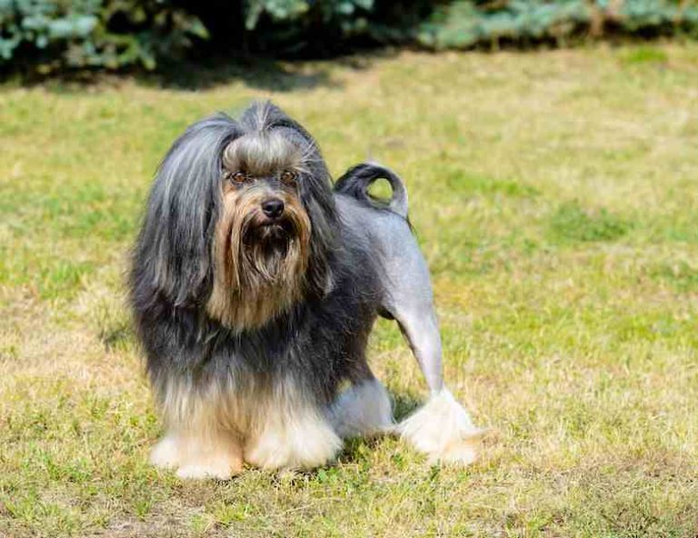 15 Best Small Hypoallergenic Dogs that Don’t Shed - hypoallergenic-dogs.com