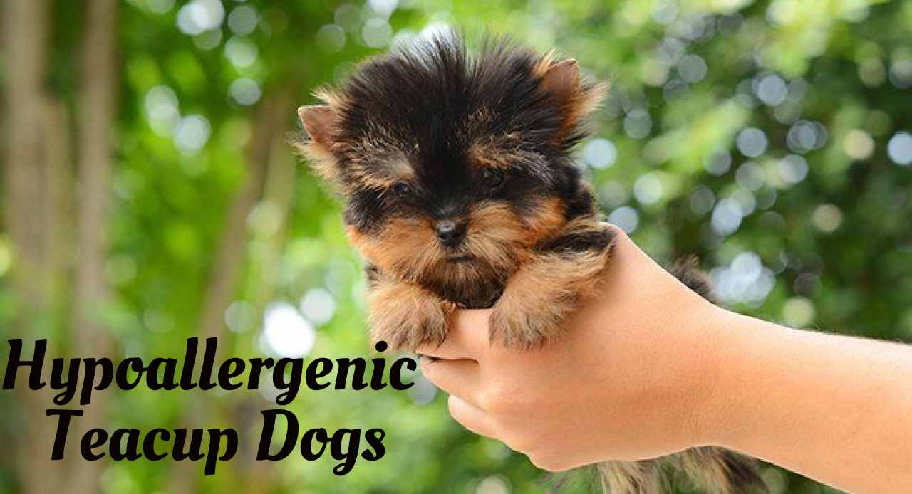 Hypoallergenic Teacup Dogs