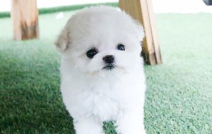 Image of a Hypoallergenic Teacup Bichon Frise